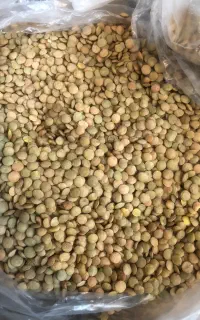عدس روس۱۲۵هزار