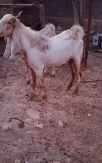 پازن گلابی