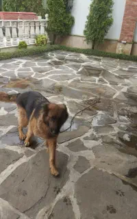 سگ ژرمن
