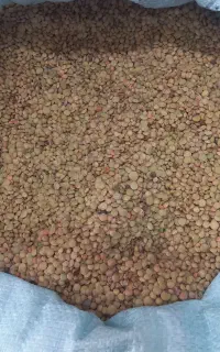 عدس امساله
