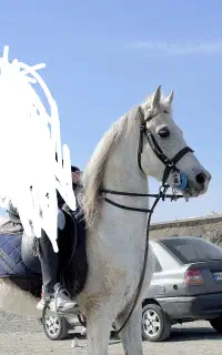 فروش یک راس اسب نریان