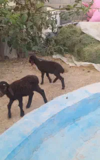 بره شیری دوقلو قزل افشار علفخور شده ۵۰ روزه