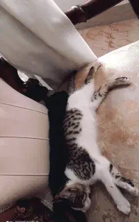 واگذاری دو بچه گربه