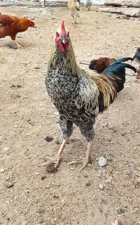 خروس محلی