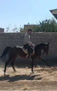 مادیان تک بندی