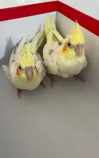 جوجه عروس لوتینو و برزیلی جم