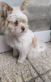 سگ مهربون وحرف گوش کن