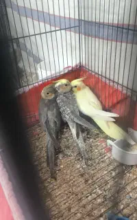 عروس هلندی . مولد ، جوجه . عروس