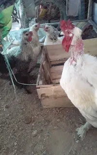 تعدادی مرغ و خروس برهمایی