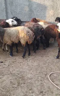 گوسفند بره دار وآبستن