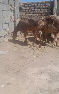 دوعددمیش درجه یک