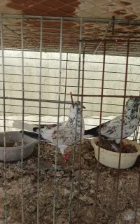 کبوتر پرشی