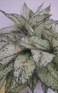 شرکت خدماتی نظافتی مهرورز