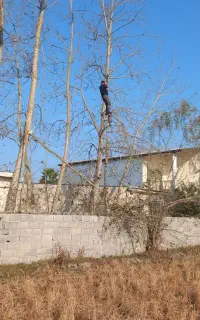 هرسکاری قطع درخت شبانه روزی چمستان نور