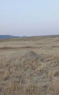 27 باک کاه مرغوب دیم. هلیلان