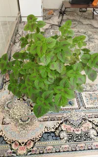 گل حسن یوسف