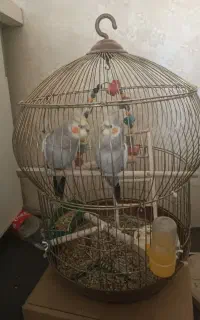 فروش هلندی دستی
