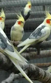 یک عدد عروس هلندی در محدوده ی ده متری گم شده