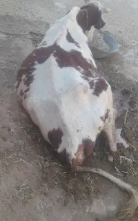 گاو شکسته
