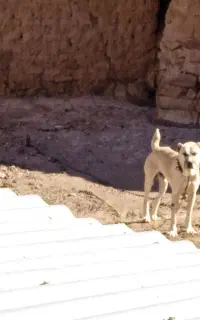 سگ سرابی اصل خراسان