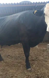 دو راس گاو تازه زا فروشی