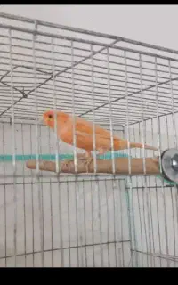 قناری نر وماده