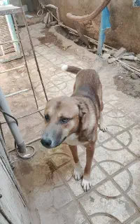سگ گله نر و درشت و یک سگ پاکوتاه
