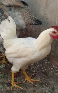 خروس محلی گلپایگان