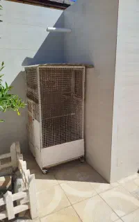 قفس عروس هلندی و مرغ عشق