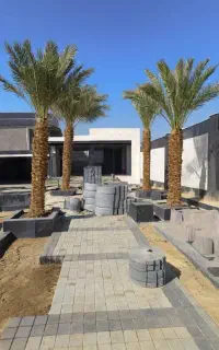 نخل تنه دار و نهال نخل برای فضای سبز