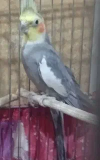 عروس هلندی نر سخنگو