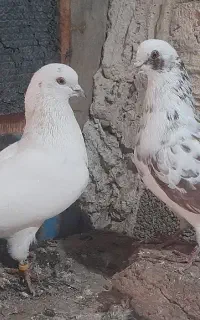 ۶تا نر اوچان بشرط