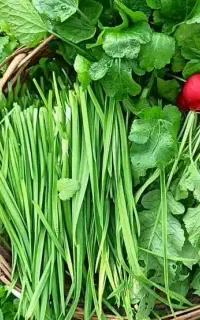 سبزیجات تازه روز