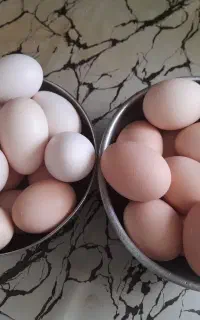 تخم مرغ نطفه دار گلین و محلی