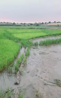بذرشالی فجر سوزنی