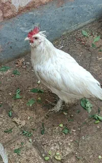 خروس