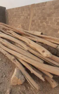 چوب گز