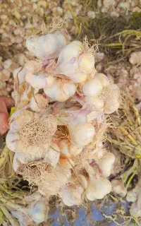 سیر همدان تازه
