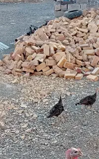 جوجه بوقلمون برنزه