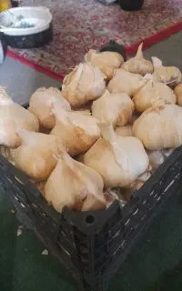 سیر سفید