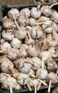 فروش بذر سیر قرمز