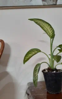 گل آپارتمانی، گل دیفن باخیا