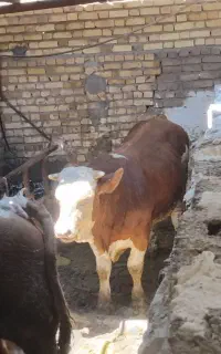 گاو نر سمینتال اصل و چاق