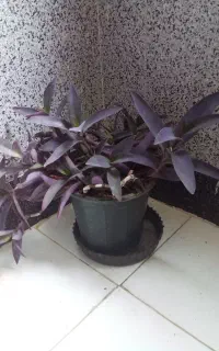 گل‌ها ی طبیعی