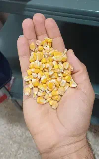 فروش نهاده دامی جو  ذرت و سویا