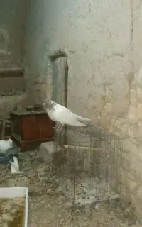 کبوتر فروشی رنگی