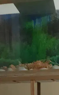 اکواریوم طول ۱۵۰سانت عرض ۴۰سانت ارتفاع ۵۰سانت