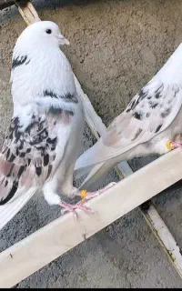 کود کبوتر یاهمون فضله کبوتر