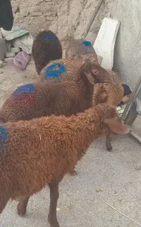 بره ماده سبک .بره وبزغاله. میش