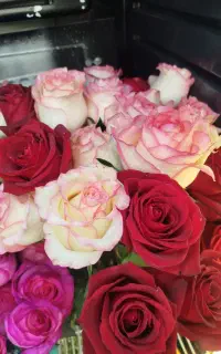 گل رز شاخه 80